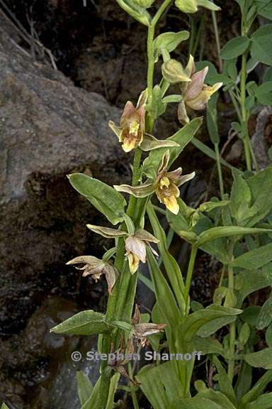 epipactis gigantea 2 graphic